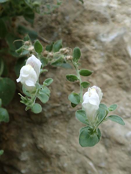 Antirrhinum molle \ Weiches L�wenmaul / Soft Snapdragon, E Pyren&auml;en/Pyrenees, Cadi,  Vallcebre 7.8.2018