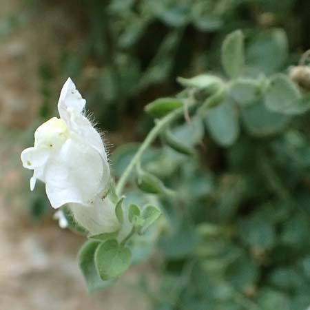 Antirrhinum molle \ Weiches L�wenmaul / Soft Snapdragon, E Pyren&auml;en/Pyrenees, Cadi,  Vallcebre 7.8.2018