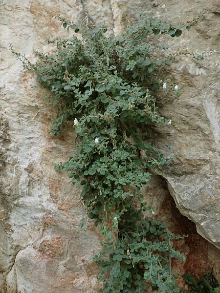 Antirrhinum molle \ Weiches L�wenmaul / Soft Snapdragon, E Pyren&auml;en/Pyrenees, Cadi,  Vallcebre 7.8.2018