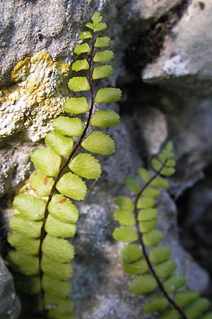 Asplenium trichomanes s.l. \ Braunstieliger Streifenfarn / Spleenwort, E Picos de Europa, Covadonga 7.8.2012