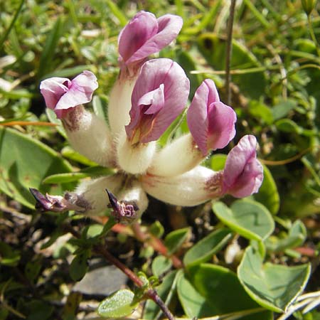 Anthyllis vulneraria subsp. boscii \ Pyren�en-Wundklee, E Pyren&auml;en, Hecho - Tal 19.8.2011