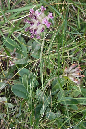 Anthyllis vulneraria subsp. boscii \ Pyren�en-Wundklee, E Pyren&auml;en, Ordesa 23.8.2011