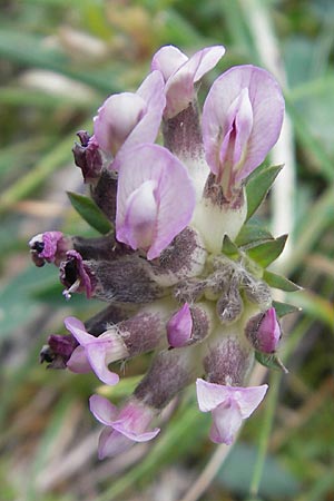 Anthyllis vulneraria subsp. boscii \ Pyren�en-Wundklee, E Pyren&auml;en, Ordesa 23.8.2011