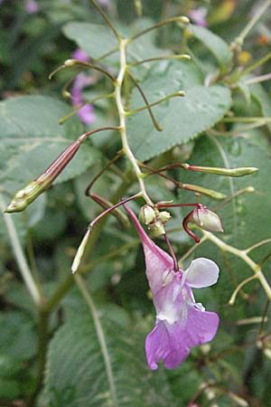 Impatiens balfourii \ Balfours Springkraut / Balfour's Balsam, E Pyrenäen/Pyrenees, Vielha 16.8.2006