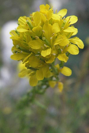 Sisymbrium austriacum subsp. chrysanthum \ Pyren&auml;en-Rauke / Pyrenean Rocket, E Pyren&auml;en/Pyrenees, Caldes de Boi 18.8.2006