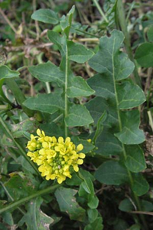 Sisymbrium austriacum subsp. chrysanthum \ Pyren&auml;en-Rauke / Pyrenean Rocket, E Pyren&auml;en/Pyrenees, Caldes de Boi 18.8.2006