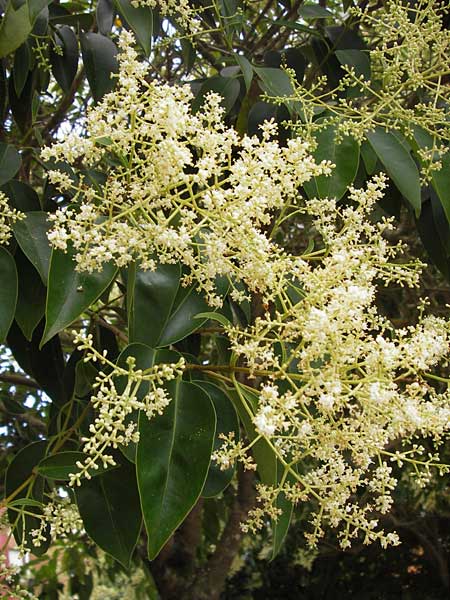 Ligustrum lucidum \ Glanz-Liguster, Glnzender Liguster / Glossy Privet, E Asturien/Asturia Llanes 12.8.2012