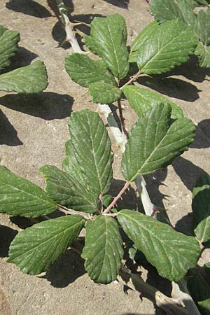 Rubus ulmifolius \ Mittelmeer-Brombeere, Sand-Brombeere / Elmleaf Bramble, E Pyrenäen/Pyrenees, Ordesa 24.8.2011