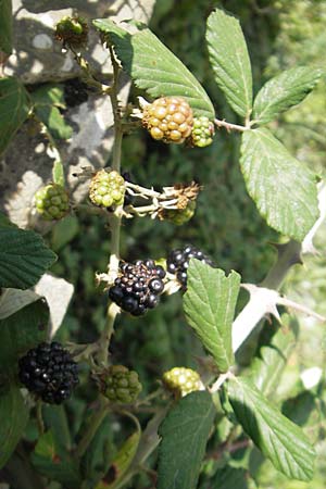 Rubus ulmifolius \ Mittelmeer-Brombeere, Sand-Brombeere / Elmleaf Bramble, E Pyrenäen/Pyrenees, Ordesa 24.8.2011
