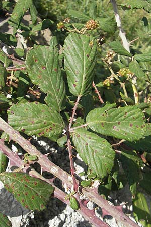 Rubus ulmifolius \ Mittelmeer-Brombeere, Sand-Brombeere / Elmleaf Bramble, E Pyrenäen/Pyrenees, Ordesa 24.8.2011