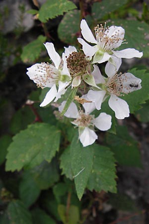 Rubus fruticosus agg. \ Brombeere / Bramble, Blackberry, E Picos de Europa, Carrea 11.8.2012