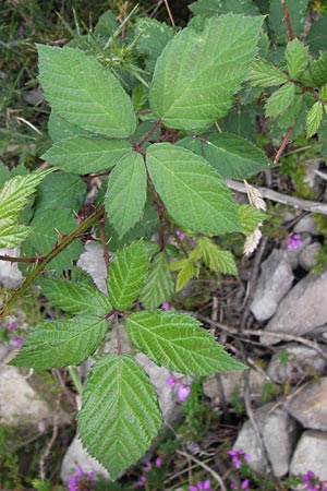 Rubus fruticosus agg. \ Brombeere / Bramble, Blackberry, E Picos de Europa, Carrea 11.8.2012