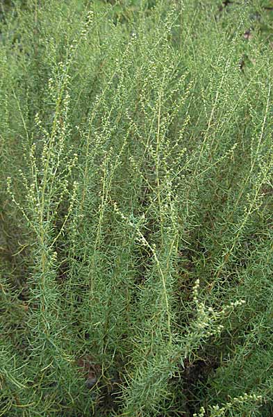 Artemisia campestris subsp. glutinosa \ Klebriger Beifu� / Gluey Wormwood, E Pyren&auml;en/Pyrenees, Pont de Suert 17.8.2006