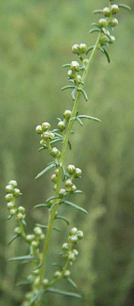 Artemisia campestris subsp. glutinosa \ Klebriger Beifu� / Gluey Wormwood, E Pyren&auml;en/Pyrenees, Pont de Suert 17.8.2006