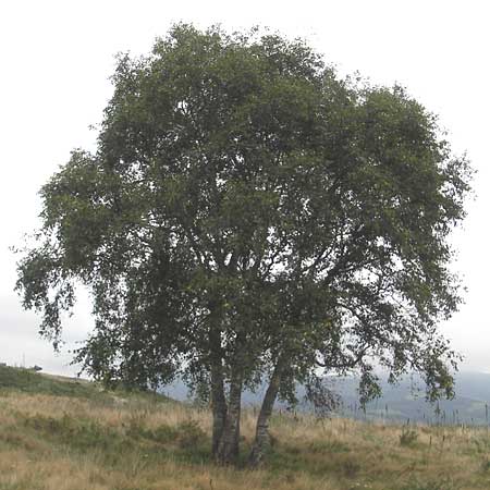 Betula pubescens \ Moor-Birke, Flaum-Birke / Downy Birch, E Zarautz 18.8.2011