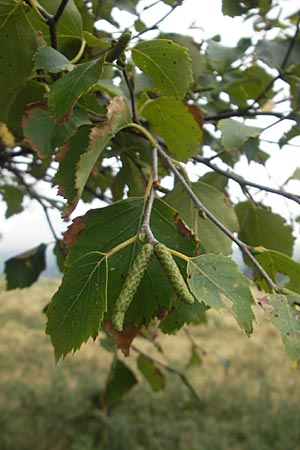 Betula pubescens \ Moor-Birke, Flaum-Birke / Downy Birch, E Zarautz 18.8.2011