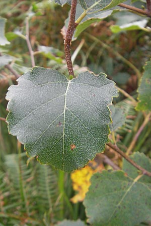 Betula pubescens \ Moor-Birke, Flaum-Birke / Downy Birch, E Zarautz 18.8.2011