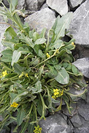 Sisymbrium austriacum subsp. chrysanthum \ Pyren&auml;en-Rauke / Pyrenean Rocket, E Picos de Europa, Fuente De 14.8.2012