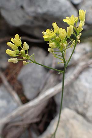 Biscutella laevigata \ Gewhnliches Brillenschtchen / Buckler Mustard, E Pyrenäen/Pyrenees, Prat de Cadi 6.8.2018