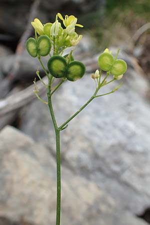 Biscutella laevigata \ Gewhnliches Brillenschtchen / Buckler Mustard, E Pyrenäen/Pyrenees, Prat de Cadi 6.8.2018