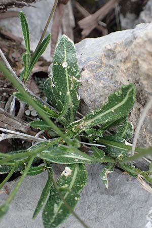 Biscutella laevigata \ Gewhnliches Brillenschtchen / Buckler Mustard, E Pyrenäen/Pyrenees, Prat de Cadi 6.8.2018