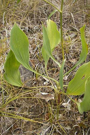 Bupleurum rigidum \ Steifes Hasenohr / Stiff Hare's Ear, E Sang&uuml;esa 18.8.2011