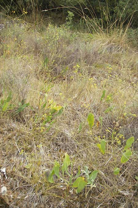 Bupleurum rigidum \ Steifes Hasenohr / Stiff Hare's Ear, E Sang&uuml;esa 18.8.2011