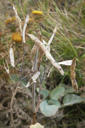 Brassica oleracea \ Klippen-Kohl, Wild-Kohl / Wild Cabbage, E Bermeo 17.8.2011