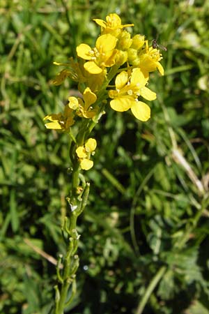 Sisymbrium austriacum subsp. chrysanthum \ Pyren&auml;en-Rauke / Pyrenean Rocket, E Picos de Europa, Covadonga 7.8.2012