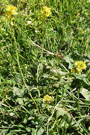 Sisymbrium austriacum subsp. chrysanthum \ Pyren&auml;en-Rauke / Pyrenean Rocket, E Picos de Europa, Covadonga 7.8.2012