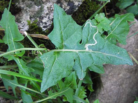 Sisymbrium austriacum subsp. chrysanthum \ Pyren&auml;en-Rauke / Pyrenean Rocket, E Picos de Europa, Covadonga 7.8.2012