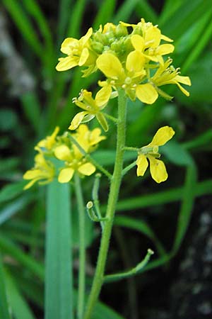Sisymbrium austriacum subsp. chrysanthum \ Pyren&auml;en-Rauke / Pyrenean Rocket, E Picos de Europa, Covadonga 7.8.2012
