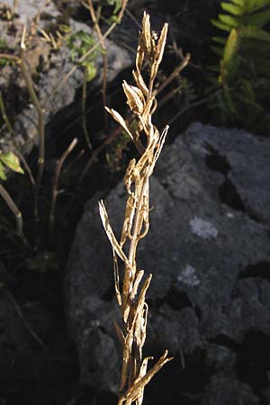 Sisymbrium austriacum subsp. chrysanthum \ Pyren&auml;en-Rauke / Pyrenean Rocket, E Picos de Europa, Covadonga 7.8.2012