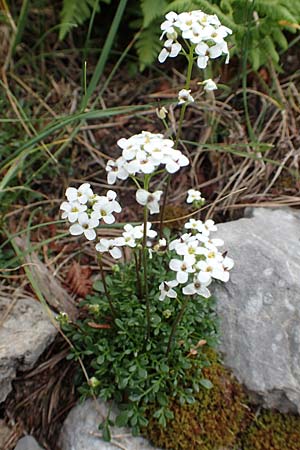 Hornungia alpina \ Alpen-Steinkresse / Pritzelago, E Pyrenäen/Pyrenees, Prat de Cadi 6.8.2018