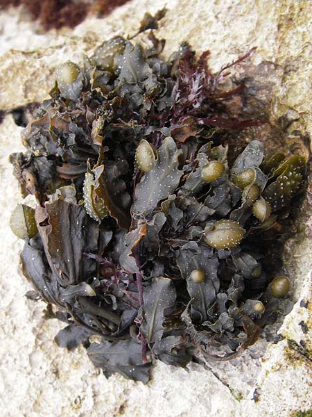 Fucus guiryi \ Guirys Blasen-Tang / Guiry's Wrack, E Asturien/Asturia Ribadesella 10.8.2012