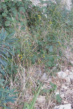 Bupleurum fruticescens \ Hartwerdendes Hasenohr / Hardening Hare's Ear, E Pyren&auml;en/Pyrenees, Anso - Tal / Valley 19.8.2011