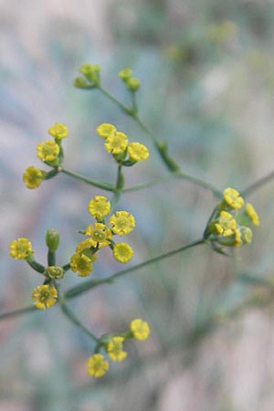 Bupleurum fruticescens \ Hartwerdendes Hasenohr / Hardening Hare's Ear, E Pyren&auml;en/Pyrenees, Anso - Tal / Valley 19.8.2011