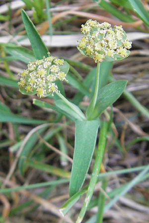 Bupleurum angulosum \ Pyren&auml;en-Hasenohr / Pyrenean Hare's Ear, Thorough-Wax, E Pyren&auml;en/Pyrenees, Ordesa 23.8.2011