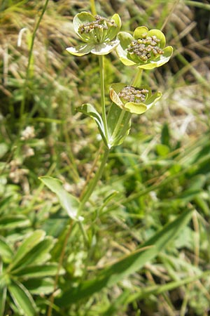 Bupleurum angulosum \ Pyren&auml;en-Hasenohr / Pyrenean Hare's Ear, Thorough-Wax, E Pyren&auml;en/Pyrenees, Ordesa 23.8.2011
