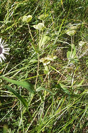 Bupleurum angulosum \ Pyren&auml;en-Hasenohr / Pyrenean Hare's Ear, Thorough-Wax, E Pyren&auml;en/Pyrenees, Ordesa 23.8.2011