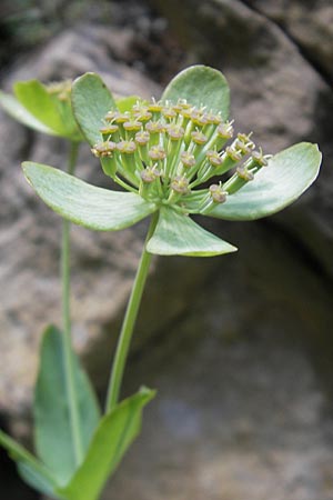 Bupleurum angulosum \ Pyren&auml;en-Hasenohr / Pyrenean Hare's Ear, Thorough-Wax, E Pyren&auml;en/Pyrenees, Ordesa 23.8.2011