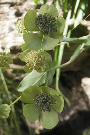 Bupleurum angulosum \ Pyren&auml;en-Hasenohr / Pyrenean Hare's Ear, Thorough-Wax, E Pyren&auml;en/Pyrenees, Ordesa 23.8.2011