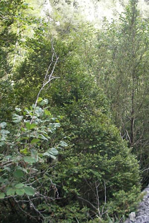 Buxus sempervirens \ Gewhnlicher Buchsbaum / Boxtree, E Pyrenäen/Pyrenees, Ordesa 22.8.2011