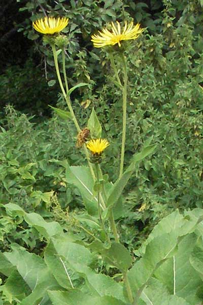 Inula helenium \ Echter Alant / Elecampane, E Pyrenäen/Pyrenees, Boi 16.8.2006