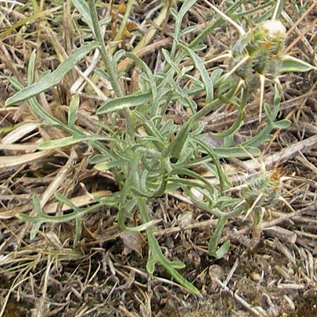 Centaurea ornata \ Zierliche Flockenblume / Decorated Knapweed, E Sang&uuml;esa 18.8.2011