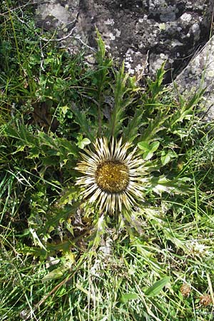 Carlina acanthifolia \ Akanthus-Silberdistel / Acanthus-Leaved Thistle, E Pyrenäen/Pyrenees, Hecho - Tal / Valley 19.8.2011