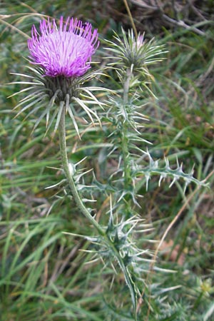 Carduus carlinifolius \ Eberwurzbl�ttrige Distel, E Pyren&auml;en, Ordesa 23.8.2011