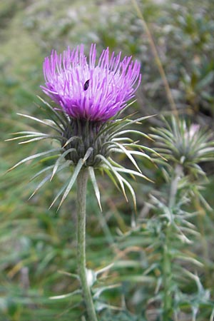 Carduus carlinifolius \ Eberwurzbl�ttrige Distel, E Pyren&auml;en, Ordesa 23.8.2011