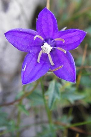 Campanula arvatica subsp. arvatica \ Oviedo-Glockenblume / Oviedo Bellflower, E Picos de Europa, Covadonga 7.8.2012