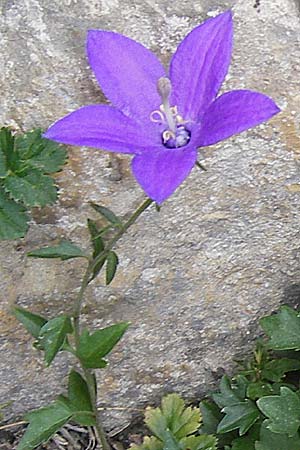 Campanula arvatica subsp. arvatica \ Oviedo-Glockenblume / Oviedo Bellflower, E Picos de Europa, Fuente De 14.8.2012